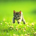 an image of a cute kitty
